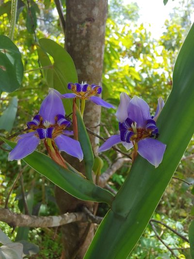 Trimezia coerulea, photographed by Kurt Miller