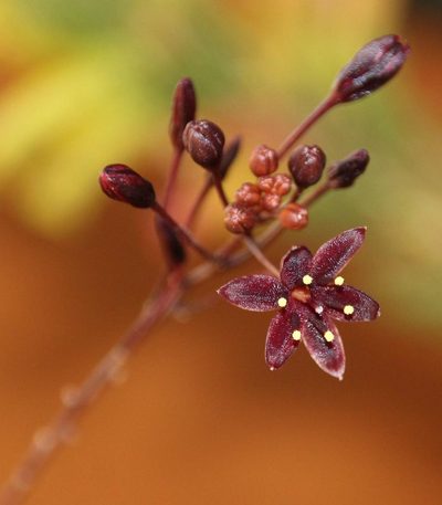 Urgineopsis salteri, photographed by Tony Rebelo