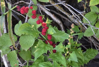 Blitum capitatum