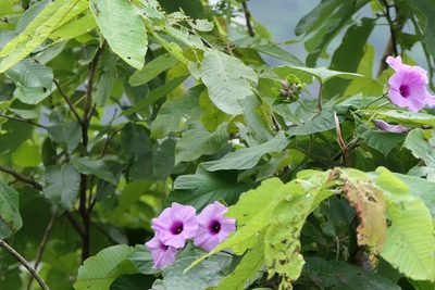 Argyreia sericea, photographed by Dinesh Valke