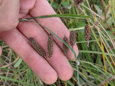 Carex lyngbyei