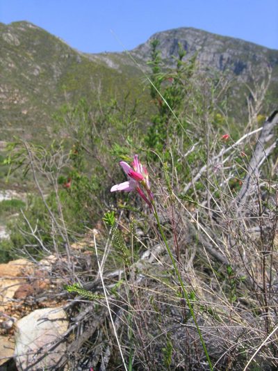 Ixia stohriae, photographed by jillblignaut