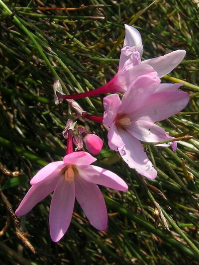 Ixia stohriae, photographed by jillblignaut