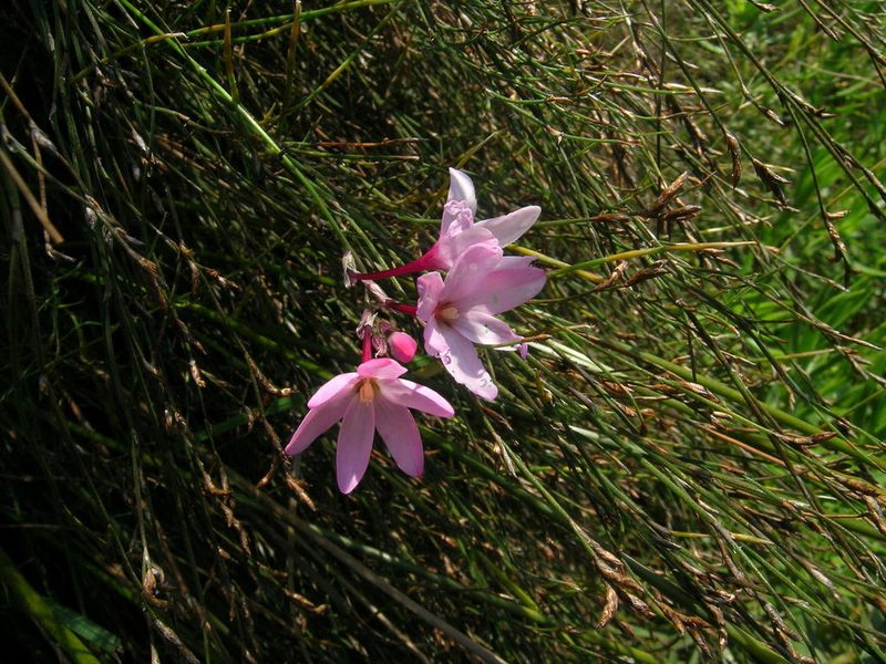 Ixia stohriae, photographed by jillblignaut