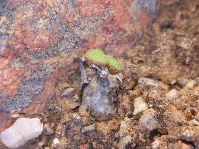 Tylecodon similis, photographed by Andrew Hankey