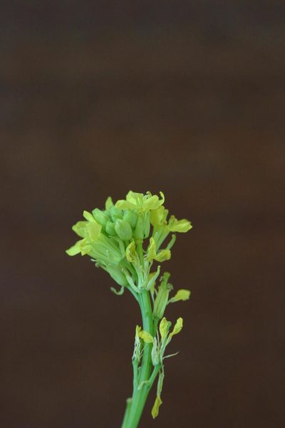 Sisymbrium capense, photographed by jillblignaut