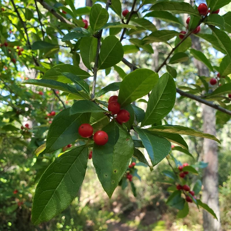 Ilex laevigata, photographed by carbenoid