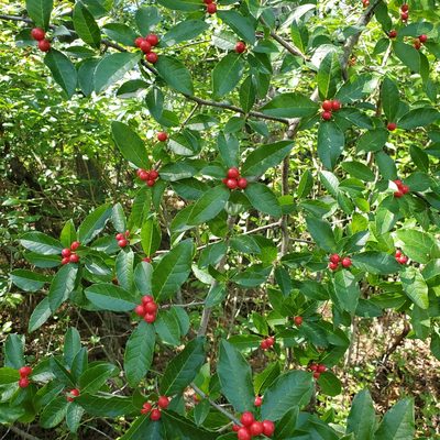 Ilex laevigata, photographed by carbenoid