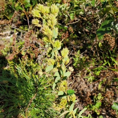Lespedeza hirta, photographed by carbenoid