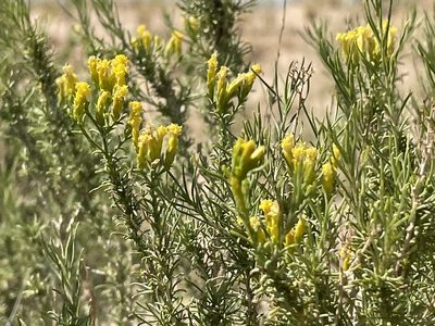 Chrysothamnus greenei, photographed by Bobby McCabe