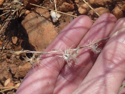 Holothrix randii, photographed by Andrew Hankey