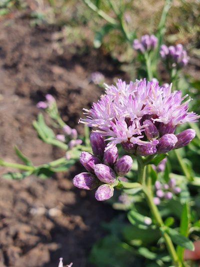Saussurea salsa, photographed by Анна Митрошенкова