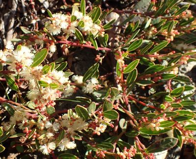 Acacia myrtifolia, photographed by corunastylis