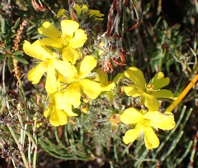 Hibbertia prostrata, photographed by corunastylis