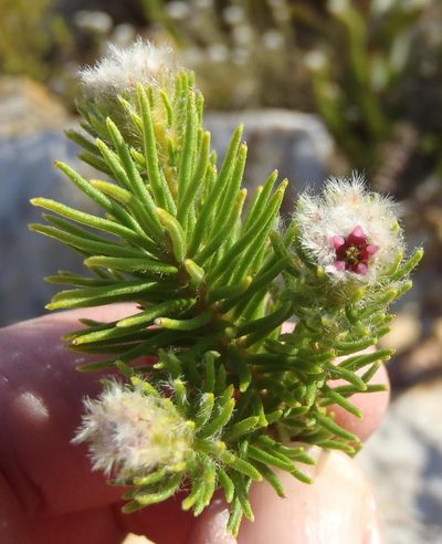 Phylica tortuosa, photographed by Nicola van Berkel