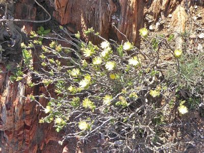 Mitrophyllum dissitum, photographed by Andrew Hankey