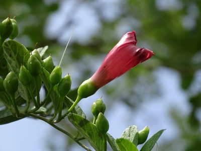 Ipomoea steerei, photographed by Alexis López Hernández