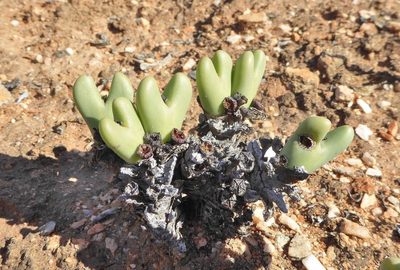 Conophytum bilobum, photographed by Andrew Hankey