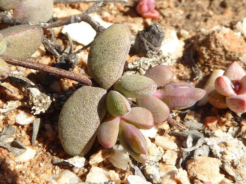 Hallianthus planus, photographed by Andrew Hankey