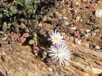Hallianthus planus, photographed by Andrew Hankey