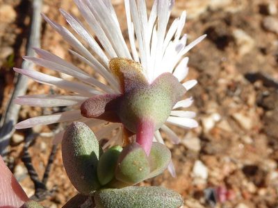 Hallianthus planus, photographed by Andrew Hankey
