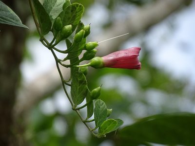 Ipomoea steerei, photographed by Alexis López Hernández