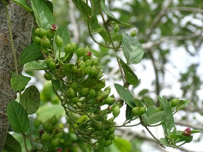 Ipomoea steerei, photographed by Alexis López Hernández