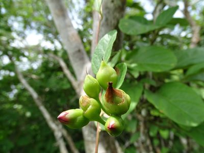 Ipomoea steerei, photographed by Alexis López Hernández