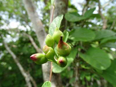 Ipomoea steerei, photographed by Alexis López Hernández