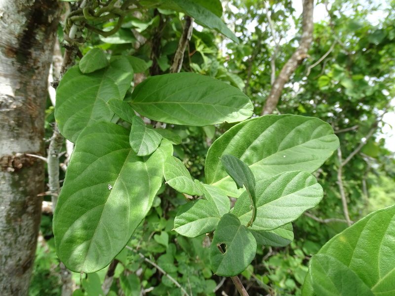 Ipomoea steerei, photographed by Alexis López Hernández