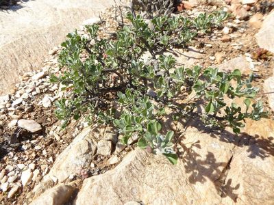 Euryops dregeanus, photographed by Andrew Hankey