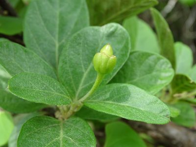 Ipomoea steerei, photographed by Alexis López Hernández