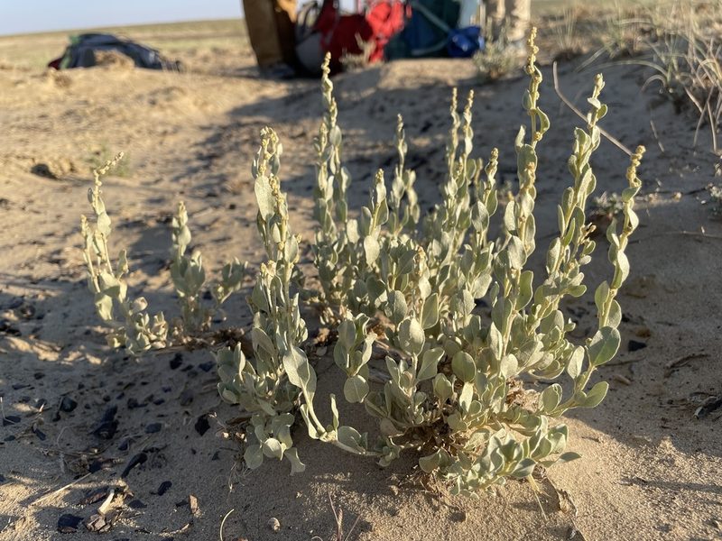 Atriplex obovata, photographed by Bobby McCabe