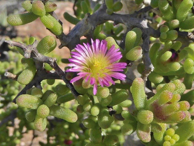 Mesembryanthemum deciduum, photographed by Andrew Hankey