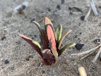 Blitum nuttallianum, photographed by Bobby McCabe