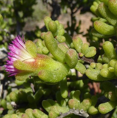 Mesembryanthemum deciduum, photographed by Andrew Hankey