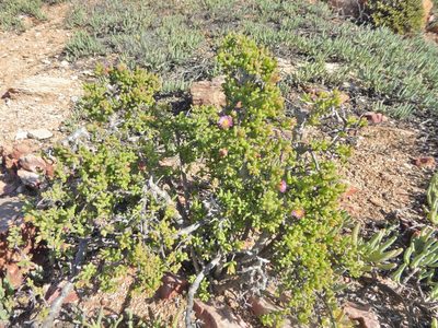 Mesembryanthemum deciduum, photographed by Andrew Hankey
