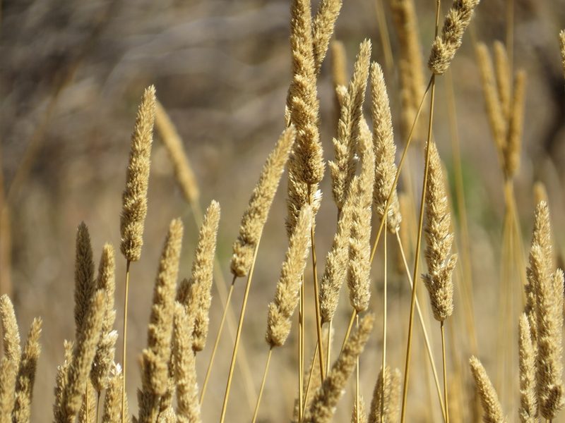 Phalaris aquatica, photographed by Garth Harwood