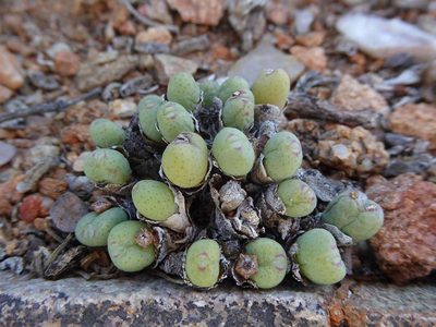 Conophytum meyeri, photographed by Andrew Hankey