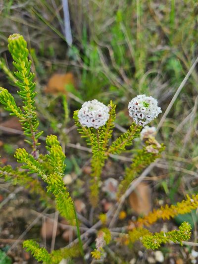 Phylica nigrita, photographed by Rebecca Dames