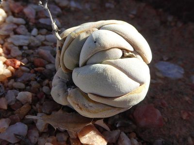 Crassula alstonii, photographed by Andrew Hankey