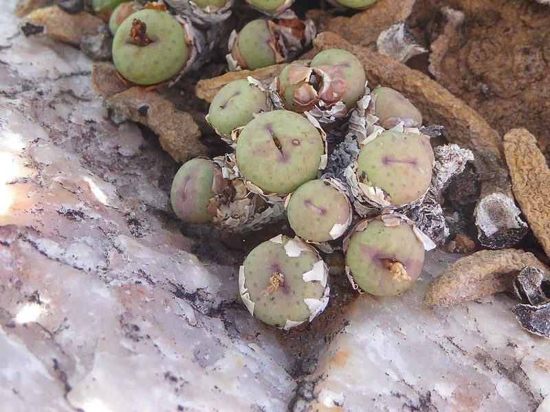 Conophytum stevens-jonesianum, photographed by Andrew Hankey