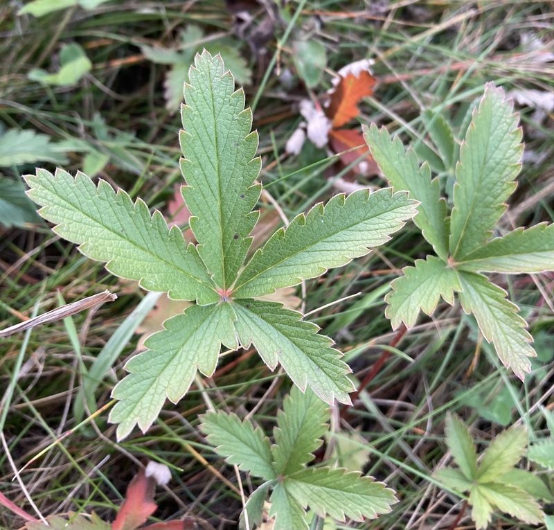 Potentilla pulcherrima, photographed by Caleb Catto