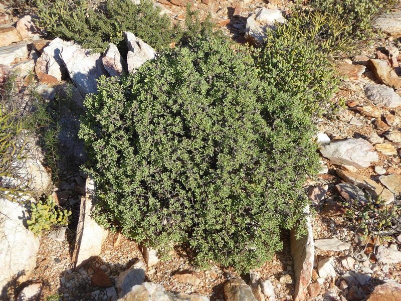 Othonna arbuscula, photographed by Andrew Hankey