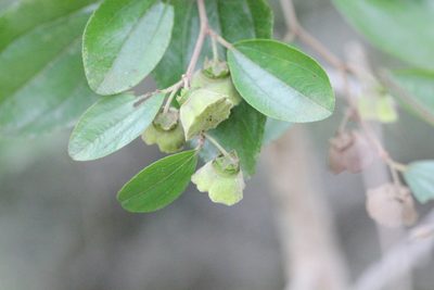 Paliurus ramosissimus, photographed by Agnes Trekker