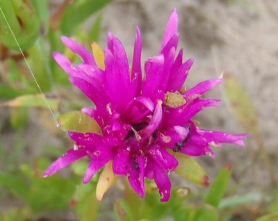 Lampranthus spectabilis, photographed by Nicola van Berkel