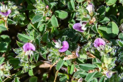 Kummerowia stipulacea, photographed by Jay Pruett