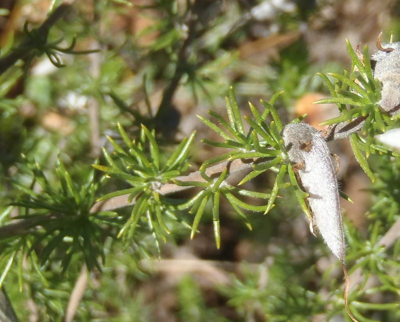 Aspalathus teres, photographed by Nicola van Berkel
