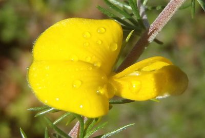 Aspalathus teres, photographed by Nicola van Berkel