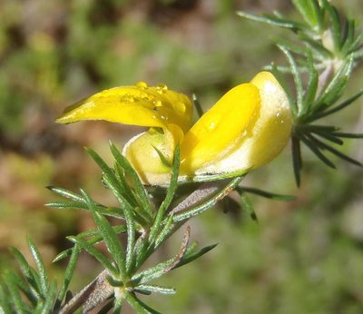 Aspalathus teres, photographed by Nicola van Berkel